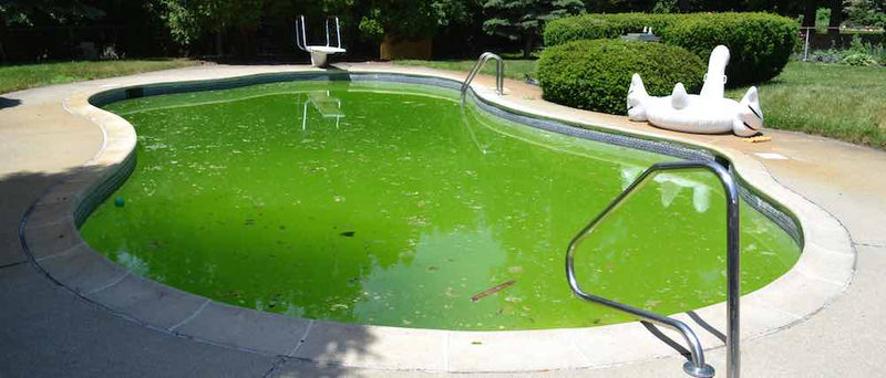 pool algae treatment perth wa